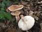 Piruló galóca (Amanita rubescens), Pilis. Kalapszíne húsbarna is lehet